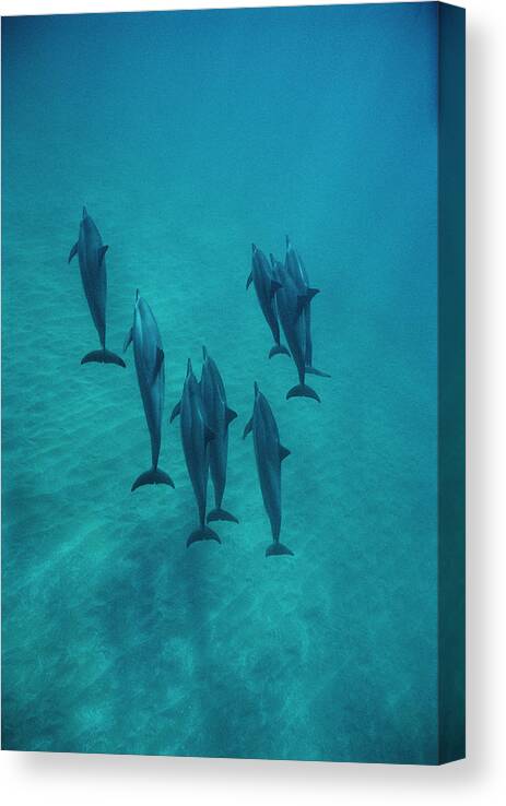 00087133 Canvas Print featuring the photograph Spinner Dolphin Group Underwater Bahamas by Flip Nicklin