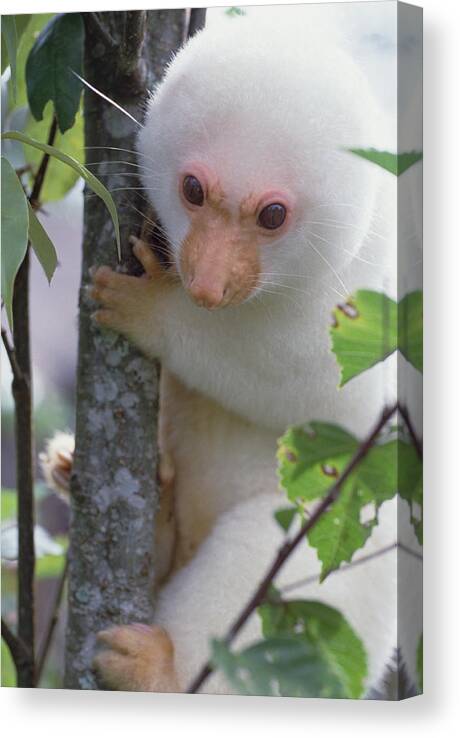 Mp Canvas Print featuring the photograph Spotted Cuscus Phalanger Maculatus by Mark Moffett