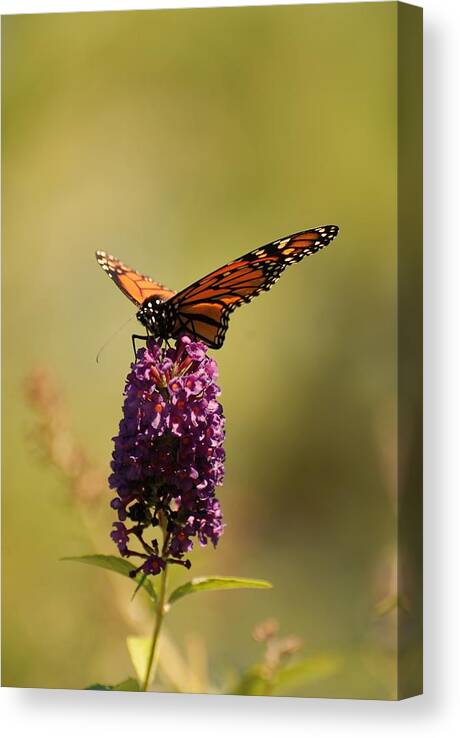Spread Your Wings And Fly Canvas Print featuring the photograph Spread Your Wings And Fly by Angie Tirado
