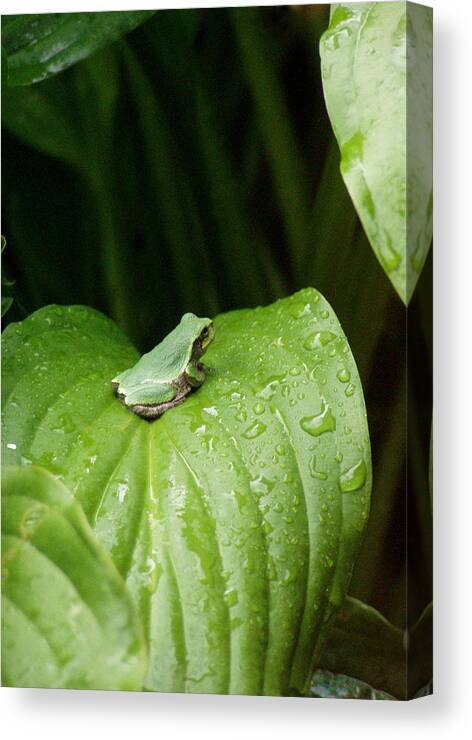 Spring Peeper Canvas Print featuring the photograph Spring Peeper by Jon Lord