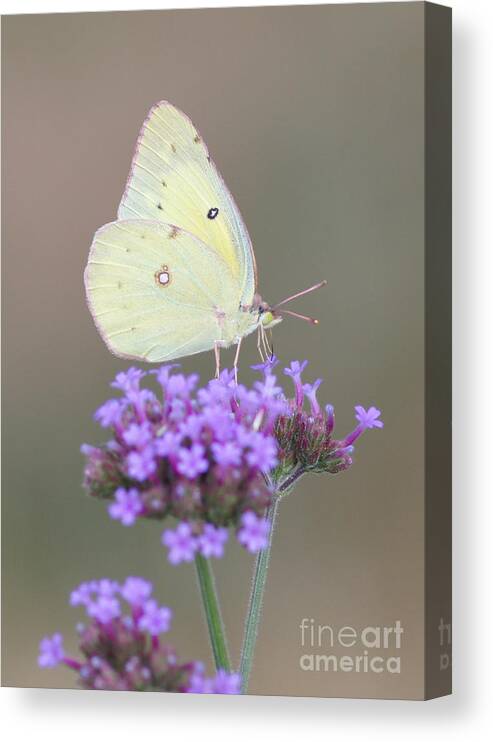 Sulphur Canvas Print featuring the photograph Sulphur on Verbena by Robert E Alter Reflections of Infinity