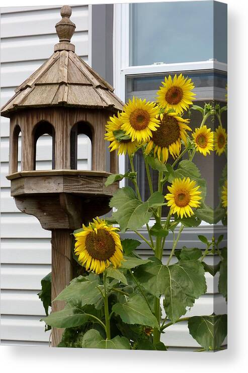 Flowers Canvas Print featuring the photograph Sunflower Bird Feeder by Jeanette Oberholtzer