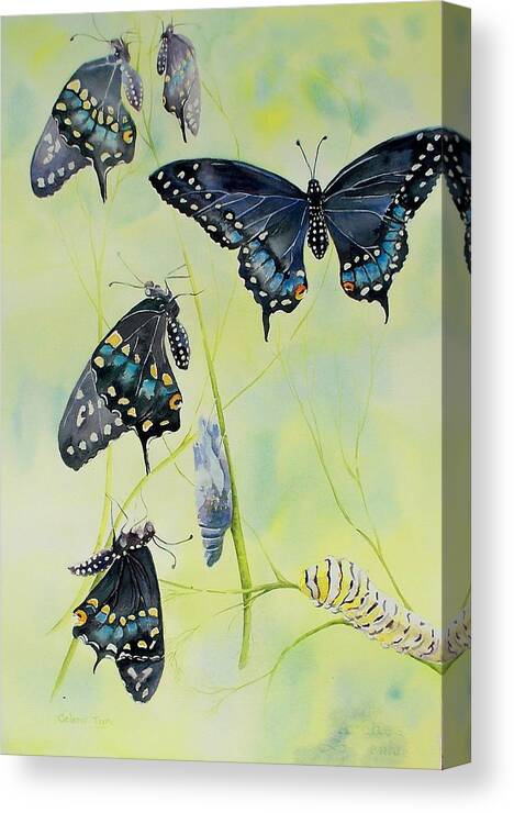 Butterfly Canvas Print featuring the painting Swallowtail Story by Celene Terry