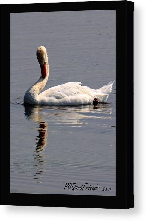  Canvas Print featuring the photograph 'Swan on Lake' by PJQandFriends Photography