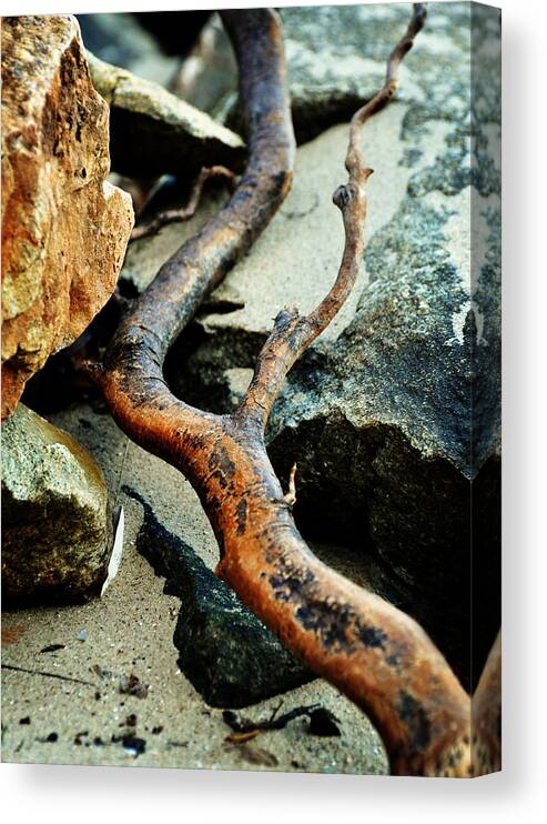 Beach Canvas Print featuring the photograph The Curving Branch by Rebecca Sherman