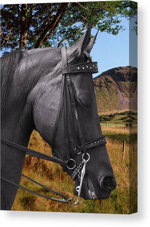 Horses Canvas Print featuring the photograph The horse - God's gift to man by Alexandra Till