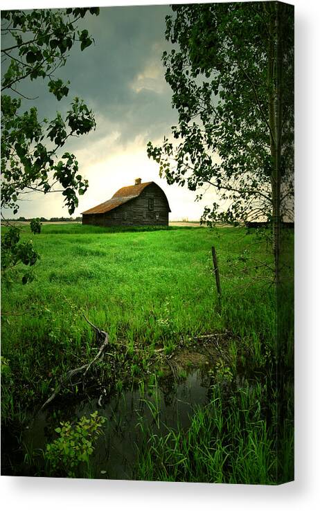 Elm Framed Prints Framed Prints Canvas Print featuring the photograph Through The Longing by J C