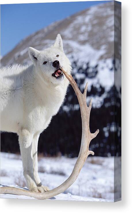 Mp Canvas Print featuring the photograph Timber Wolf Canis Lupus Chewing by Konrad Wothe