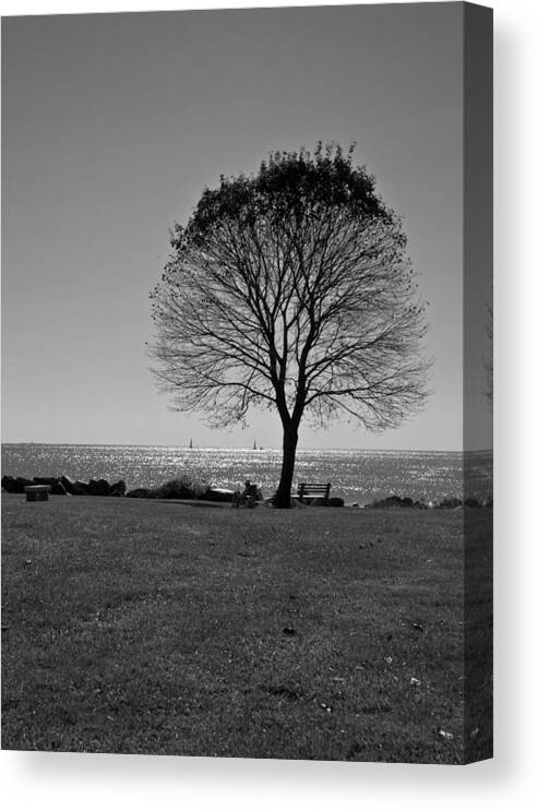 Tree Canvas Print featuring the photograph Tree by the Sea in BW by Edward Myers