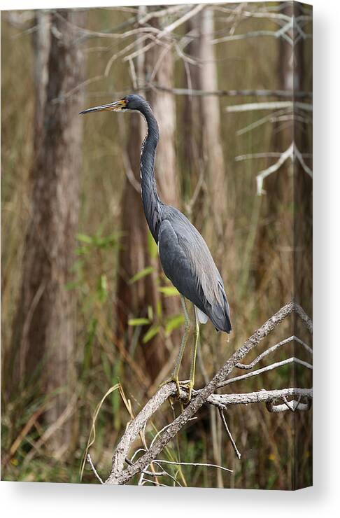 Heron Canvas Print featuring the photograph Tricolored Heron by Juergen Roth
