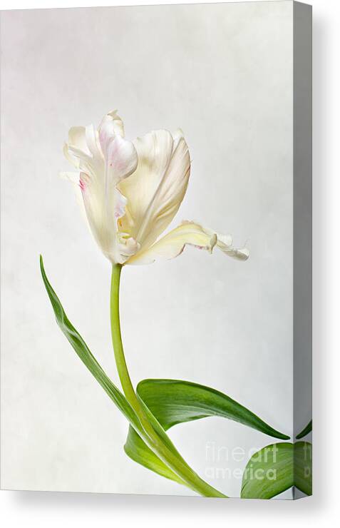 Tulip Canvas Print featuring the photograph Tulip by Nailia Schwarz