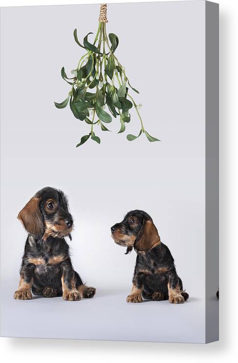 Vertical Canvas Print featuring the photograph Two Dachshund Puppies Sitting Under Mistletoe by Brand New Images