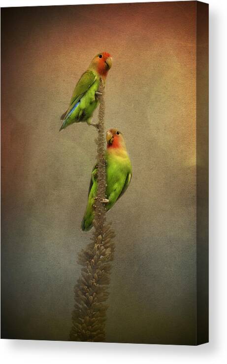Peach Faced Lovebird Canvas Print featuring the photograph Up and Away We Go by Saija Lehtonen