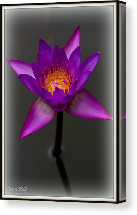 Water Canvas Print featuring the photograph Water Lily by Farol Tomson