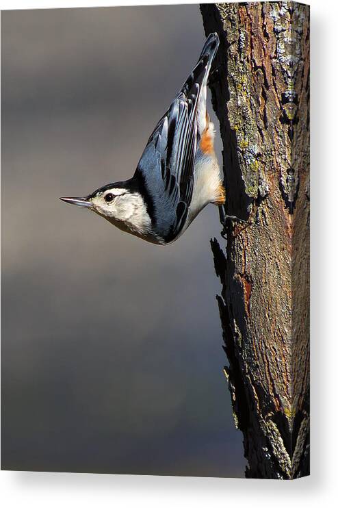 Bird Canvas Print featuring the photograph White-Breasted Nuthatch by Bill and Linda Tiepelman