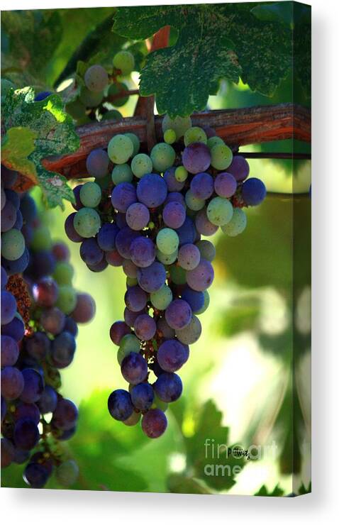 Grapes Canvas Print featuring the photograph Wine to Be by Patrick Witz