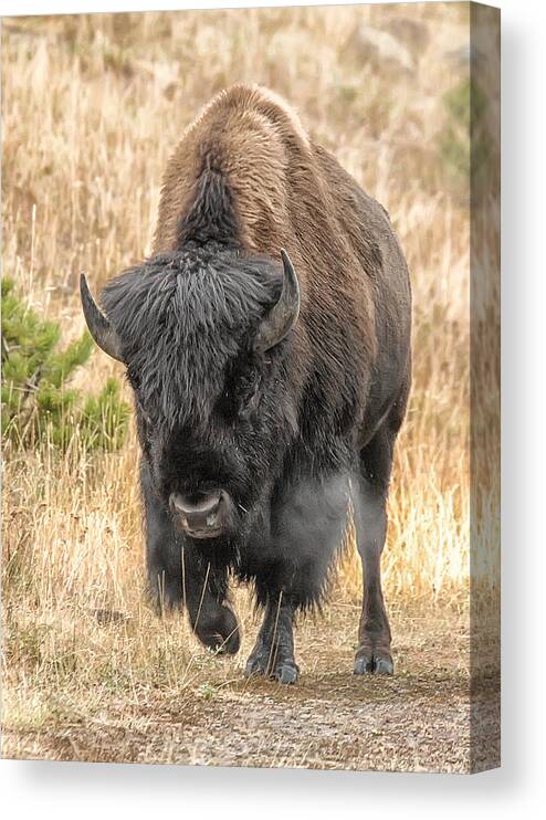 Yellowstone Canvas Print featuring the photograph Yellowstone Buffalo by Wade Aiken