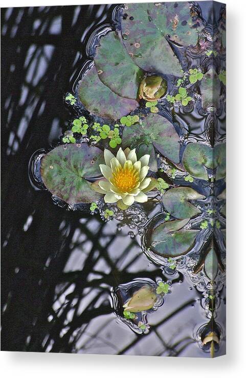 Waterlily: Water Garden; Garden Plant; Flowers; Gardens; Nature Canvas Print featuring the photograph September White Water Lily by Janis Senungetuk