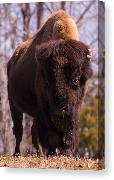 American Bison Canvas Print featuring the digital art American Bison #1 by Flees Photos