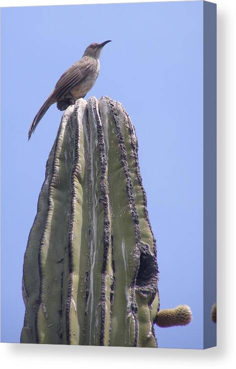 Bird Canvas Print featuring the photograph Good Morning #1 by Jeanette Oberholtzer