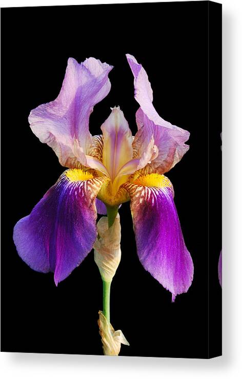 Flower Canvas Print featuring the photograph Iris 5 #1 by Michael Peychich