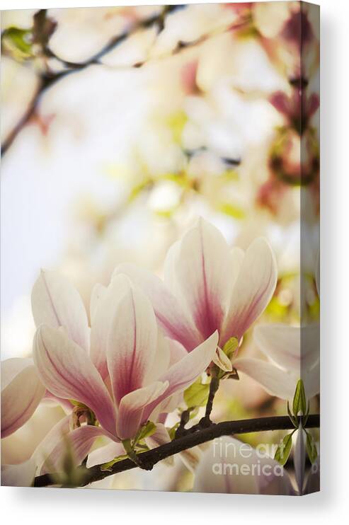 Magnolia Canvas Print featuring the photograph Magnolia tree #1 by Jelena Jovanovic