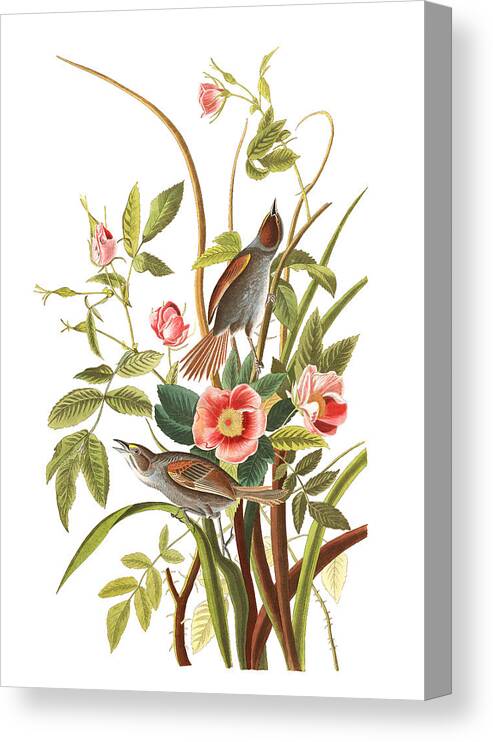 John James Audubon Canvas Print featuring the photograph Pink Roses #1 by Munir Alawi