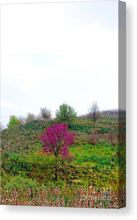 Spring Canvas Print featuring the photograph Spring Flowers #3 by Artur Gjino