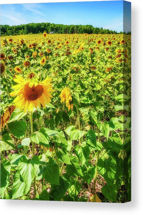 America Canvas Print featuring the photograph Sunflower field #1 by Alexey Stiop