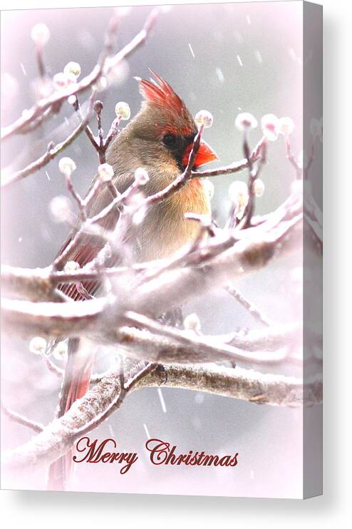 Christmas Canvas Print featuring the photograph 1554-003 Cardinal by Travis Truelove