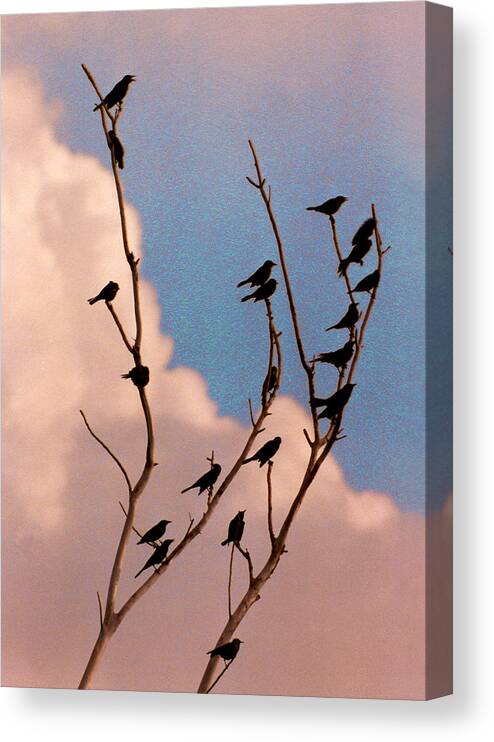 Birds Canvas Print featuring the photograph 19 Blackbirds by Steve Karol
