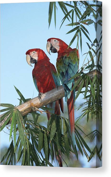 Mp Canvas Print featuring the photograph Red And Green Macaw Ara Chloroptera by Konrad Wothe