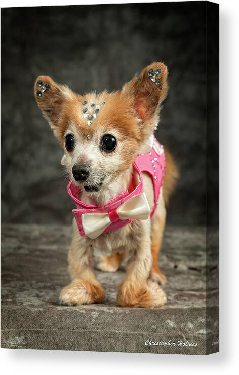 Gizmo Canvas Print featuring the photograph 20170804_ceh1147 by Christopher Holmes