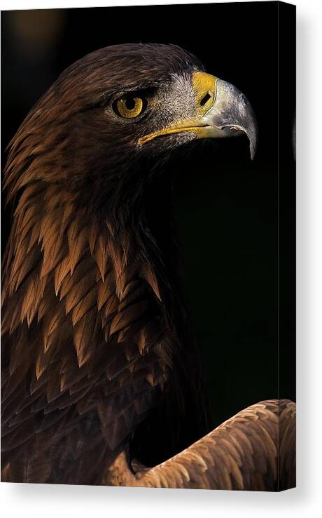 European Golden Eagle Canvas Print featuring the photograph European Golden Eagle #3 by JT Lewis