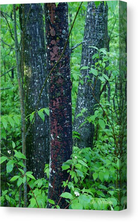 Trees Canvas Print featuring the photograph 3 Trees by Jo Smoley