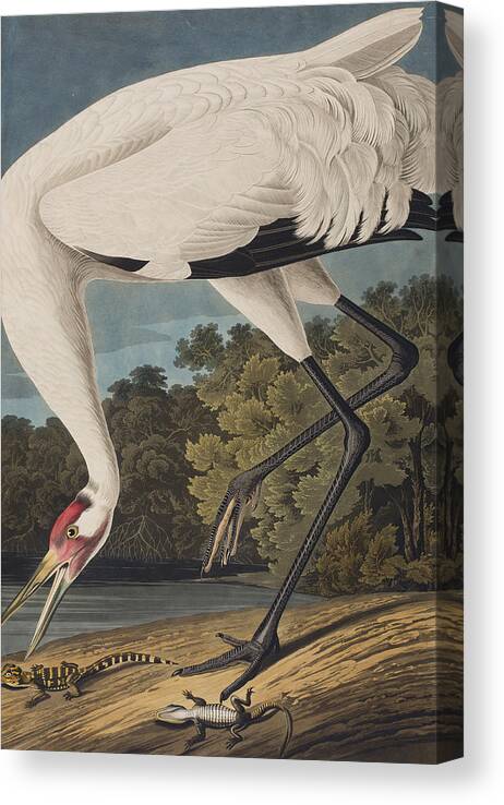 Whooping Crane Canvas Print featuring the painting Whooping Crane by John James Audubon
