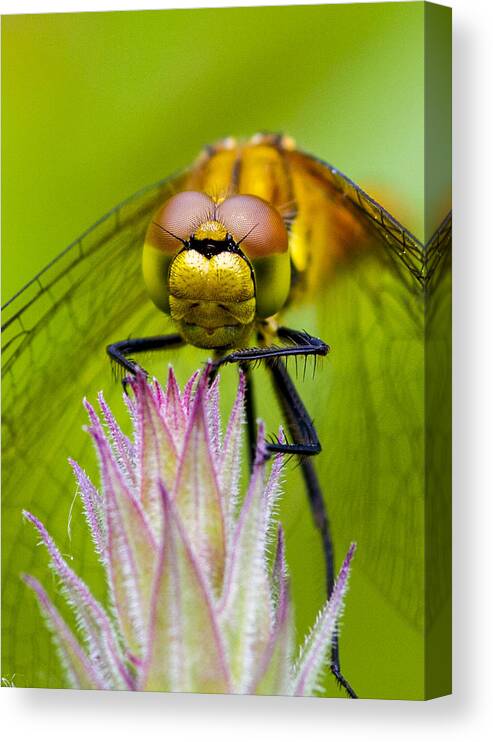 Dragonfly Canvas Print featuring the photograph Dragonfly #6 by Chris Smith