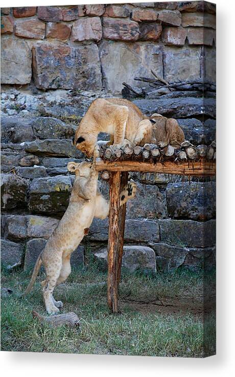 Ft. Worth Canvas Print featuring the photograph Lioness and Cubs #9 by Kenny Glover
