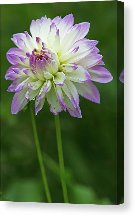 Dahlia Canvas Print featuring the photograph A Certain Light by Juergen Roth