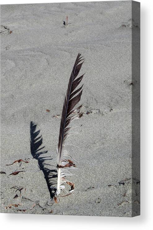 Sand Canvas Print featuring the photograph A Feather in Time by Tikvah's Hope