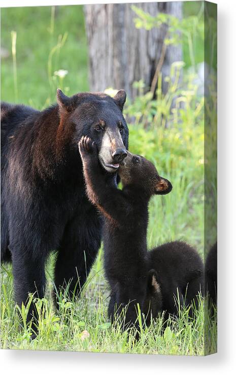 Nature Canvas Print featuring the photograph A Kiss for Mom by Duane Cross