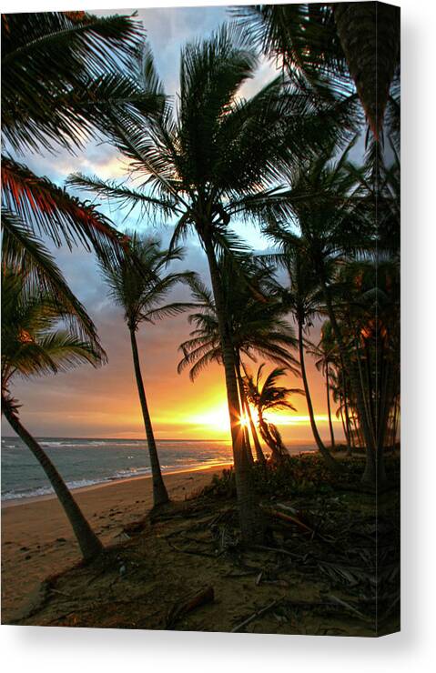 Palms Canvas Print featuring the photograph A Place I Know by Robert Och