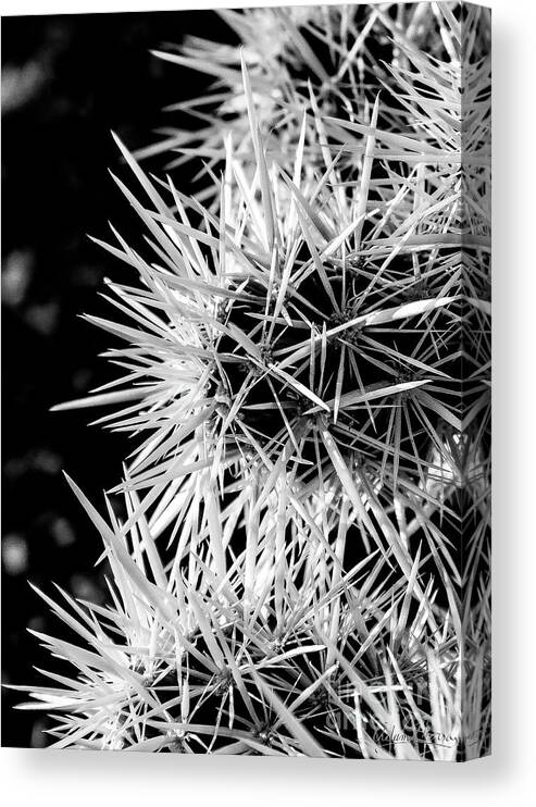 Cactus Canvas Print featuring the photograph A Prickly Subject by Adam Morsa