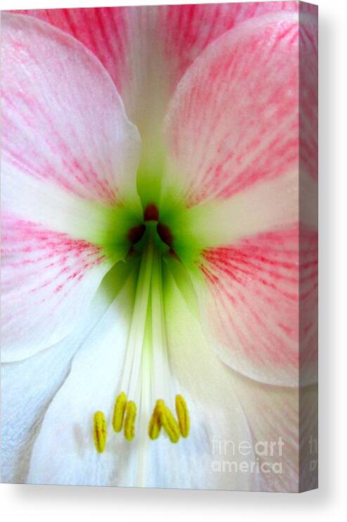 Amaryllis Canvas Print featuring the photograph Amaryllis 1 by Randall Weidner