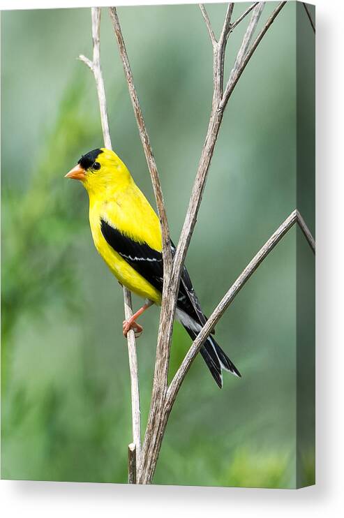 American Goldfinch Canvas Print featuring the photograph American Goldfinch  by Holden The Moment