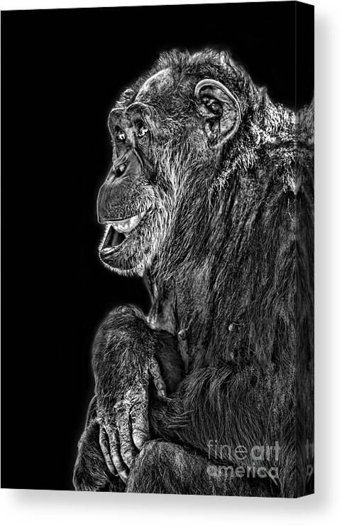 An Elderly Chimp Enjoying Life Canvas Print featuring the photograph An Elderly Chimp Enjoying Life III by Jim Fitzpatrick