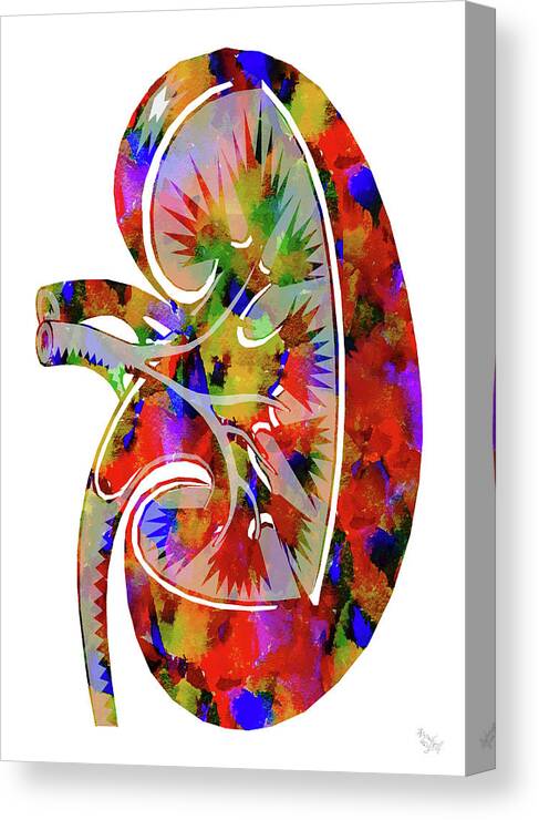 Kidney Art Canvas Print featuring the mixed media Anatomical Kidney by Ann Leech