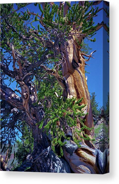 Bristlecone Pine Canvas Print featuring the photograph Ancient Bristlecone Pine Tree Composition 3, Inyo National Forest, White Mountains, California by Kathy Anselmo