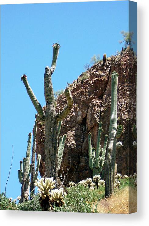 Cactus Canvas Print featuring the photograph Animated Southwest Cactus 1 by Ilia -