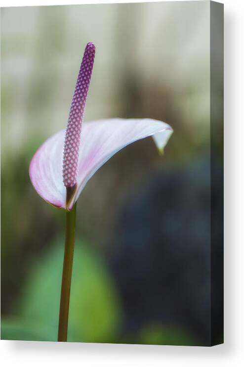 Flower Canvas Print featuring the photograph Anthurium In Purples by Bill and Linda Tiepelman